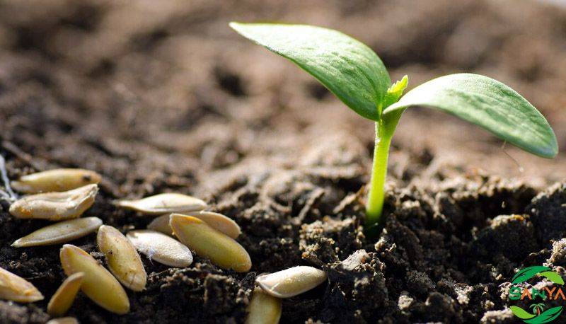 新型肥料行業(yè)發(fā)展趨勢(shì)