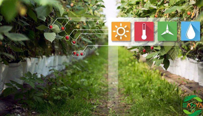 如何應用智慧農業技術推動精準農業發展