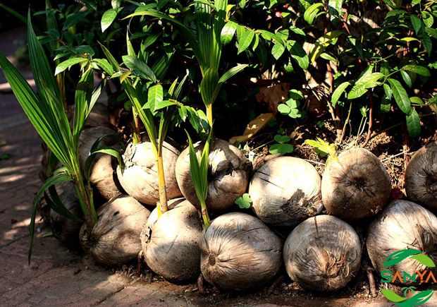 2024年海南農(nóng)業(yè)博覽會