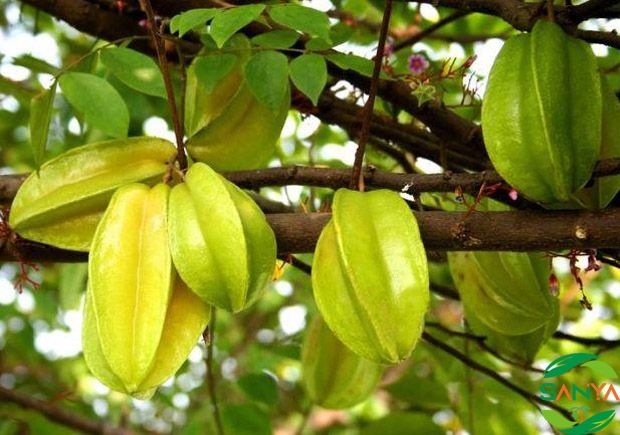 現代智慧農業的發展趨勢