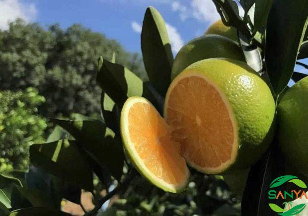 海南省智慧農業發展的未來趨勢是什么