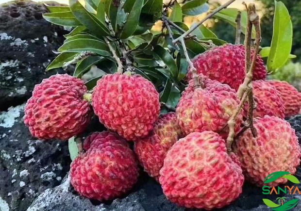 海南省在推廣智能灌溉技術方面有哪些具體舉措