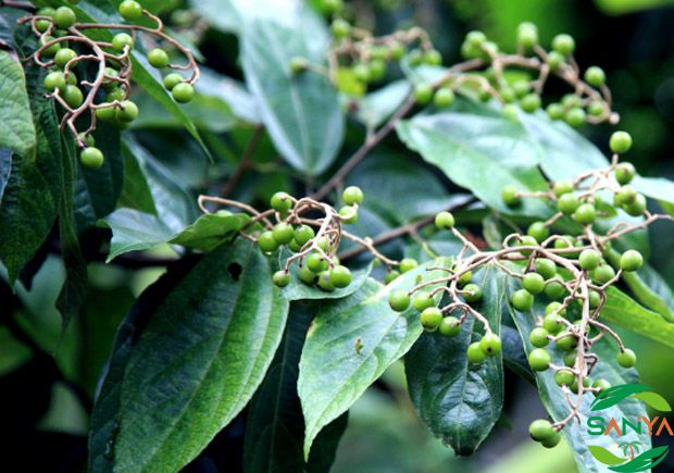 海南數字農業發展的現狀如何