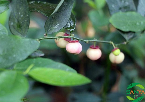 2024海南設施灌溉展會時間和地點