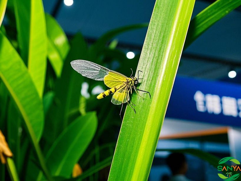 海南農博會期間三亞保利國際博覽中心周邊的酒店預訂情況